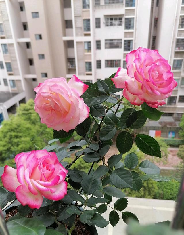 摩纳哥王妃月季叶片特征，喜欢月季花就养