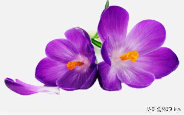 插花怎么弄出漂亮花束，掌握这“三个”原则