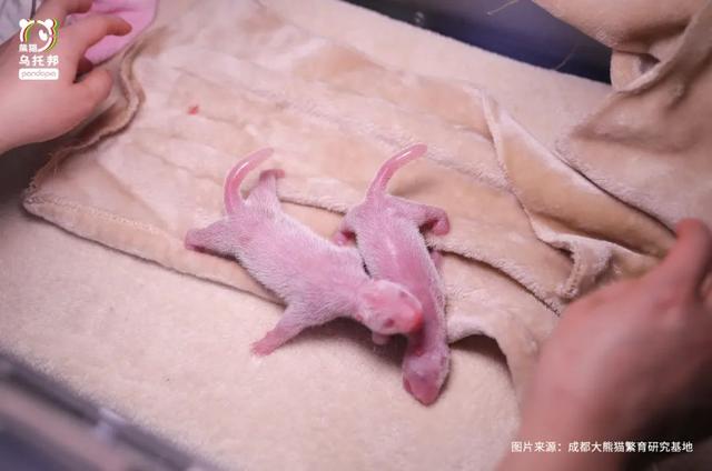 各个年龄段的大熊猫，相隔12年出生的大熊猫