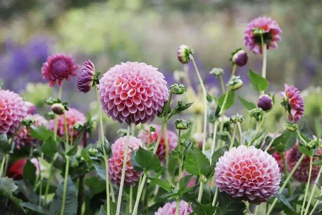 什么花好看又好养，开花好看又好养的花卉（种一盆好看又好养）