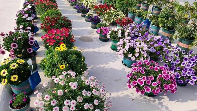 营养土怎么养才会爆盆，换下的旧土别扔