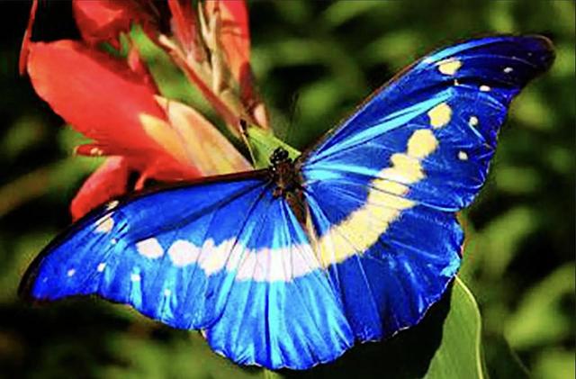 世界八大名贵蝴蝶，世界十大名贵蝴蝶