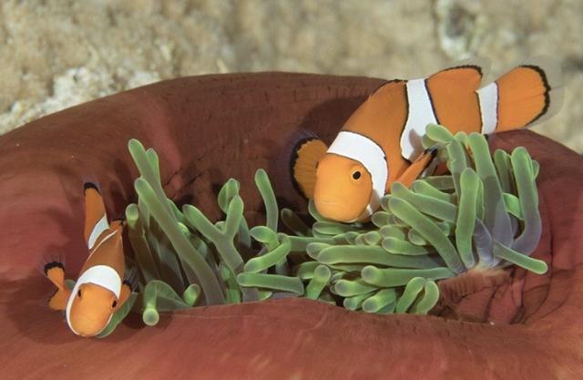 海缸新手教程，海缸入门介绍