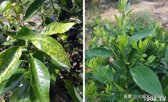 柑橘溃疡病的识别与防控，柑橘溃疡病识别及综合防控技术