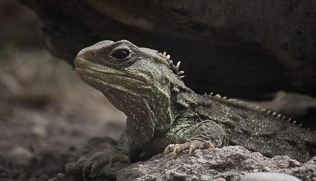 牛寿命一般多久，地球上寿命最长的动物