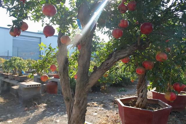 院子里种什么树好，院子里适合栽种的七种树