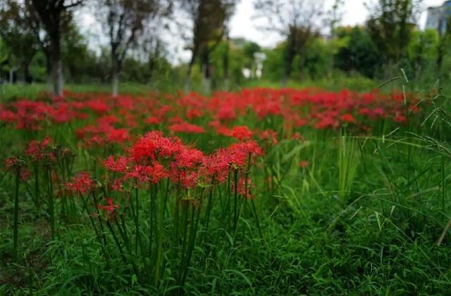 粉黛草向日葵彼岸花海...成都有多少惊喜，粉黛花海花期50天