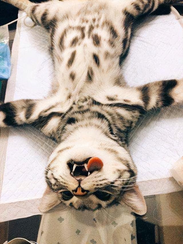 公猫和母猫的区别，公猫vs母猫的六个区别