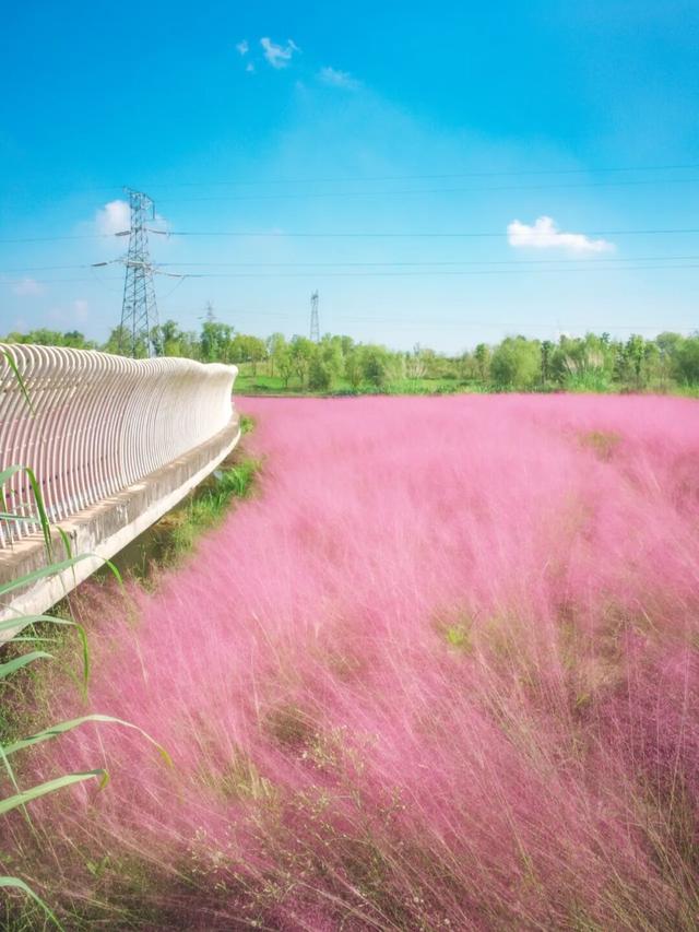 粉黛草向日葵彼岸花海...成都有多少惊喜，粉黛花海花期50天