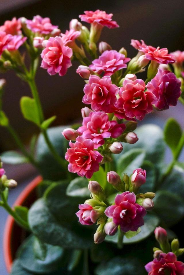 春节花卉品种大全大图，春节遇花期，五彩斑斓过新年
