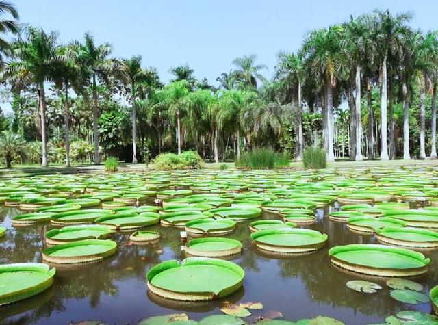 西双版纳旅游必去景点，旅游西双版纳必去景点有哪些（这8大景点一定要去一次）