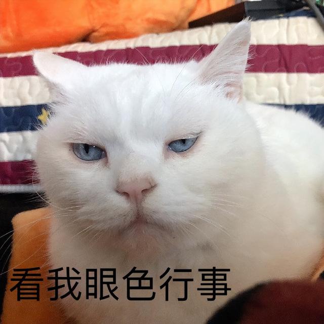 猫咪也有智商高低吗，猫咪智商高有这几个表现