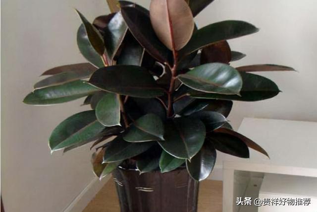 旺财发财树，八种植物招财又旺宅