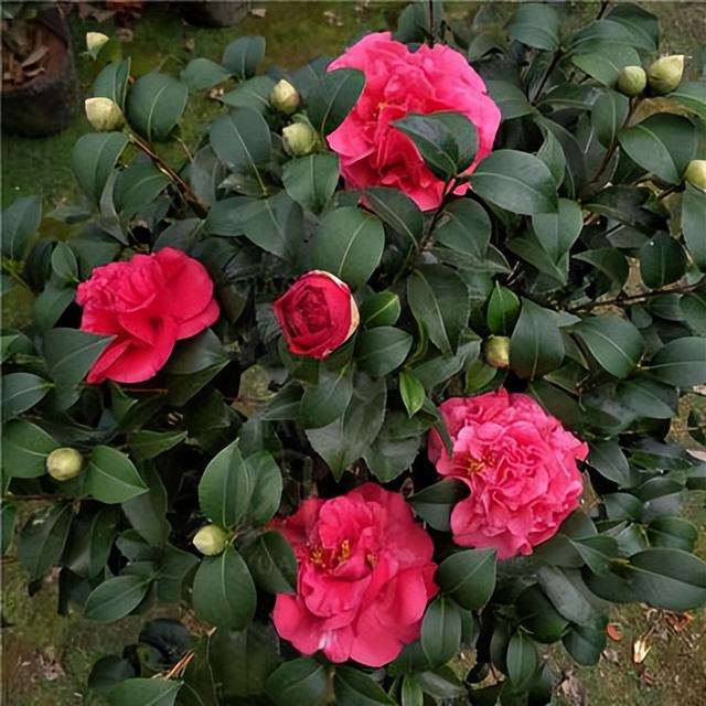 克瑞墨大牡丹茶花，纯正克瑞墨大牡丹茶花（养盆“克瑞墨牡丹”）