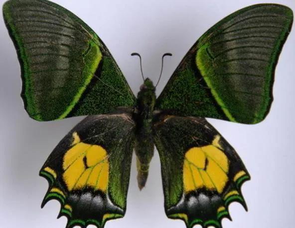 世界八大名贵蝴蝶，世界十大名贵蝴蝶