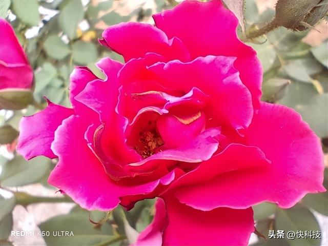 游戏拍照全能旗舰，redmik50至尊版拍照评测