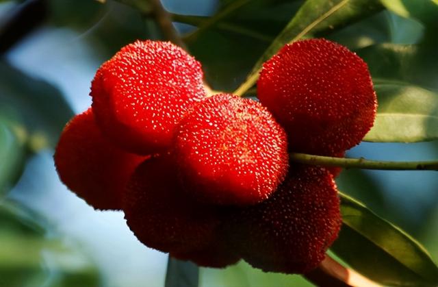 云南产什么水果，云南水果种类及名称