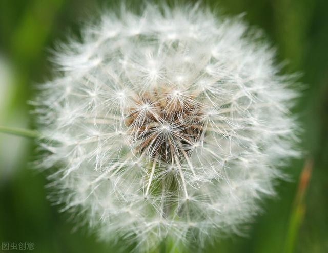 蒲公英 范玮琪，蒲公英的寓意你知道吗（蒲公英所有的好处）