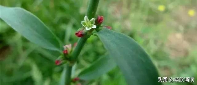 这么多野菜你认识几种，比韭菜还鲜嫩