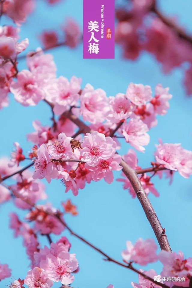 什么梅花品种好，梅花哪个品种比较好看