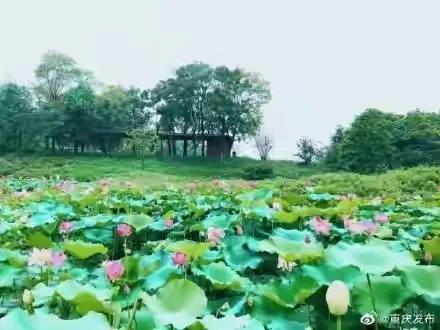 重庆荷花网红打卡地，重庆新晋网红打卡地美心