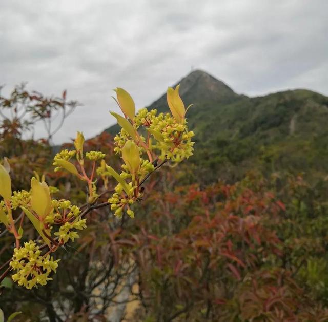 东山岛十大网红景点 苏峰山，绝美山海大观深圳第三峰