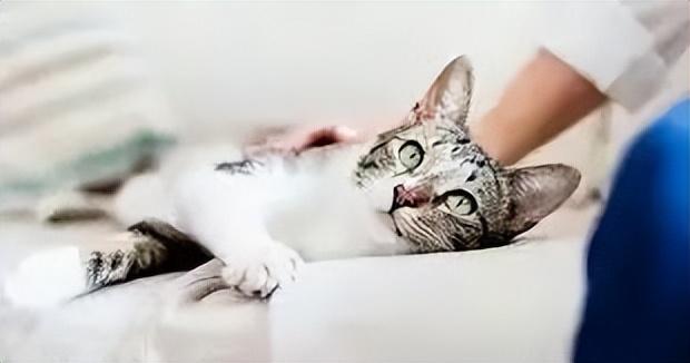 猫咪怀孕到下崽需要多久，猫咪生孩子也有最佳年龄