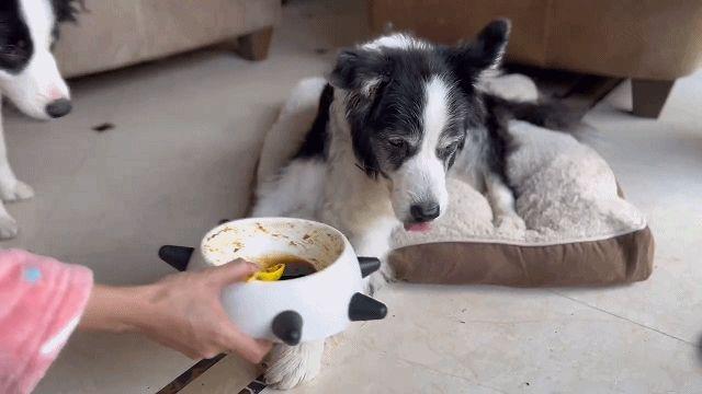 边牧和串串的狗哪个好养，毛毛宠城堡新宠