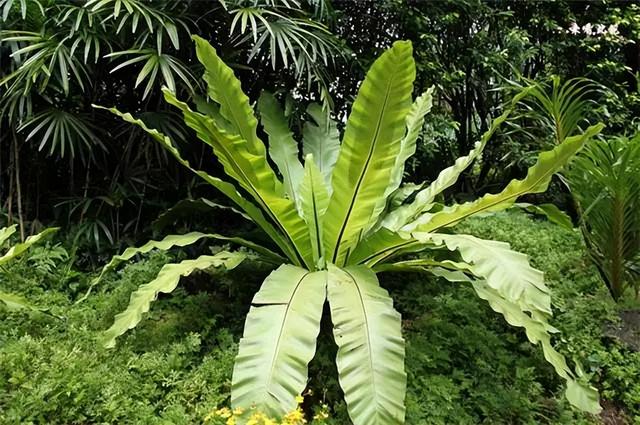 花卉图片及名称大全，常见绿植花卉及名称大全（100种常见花图鉴）