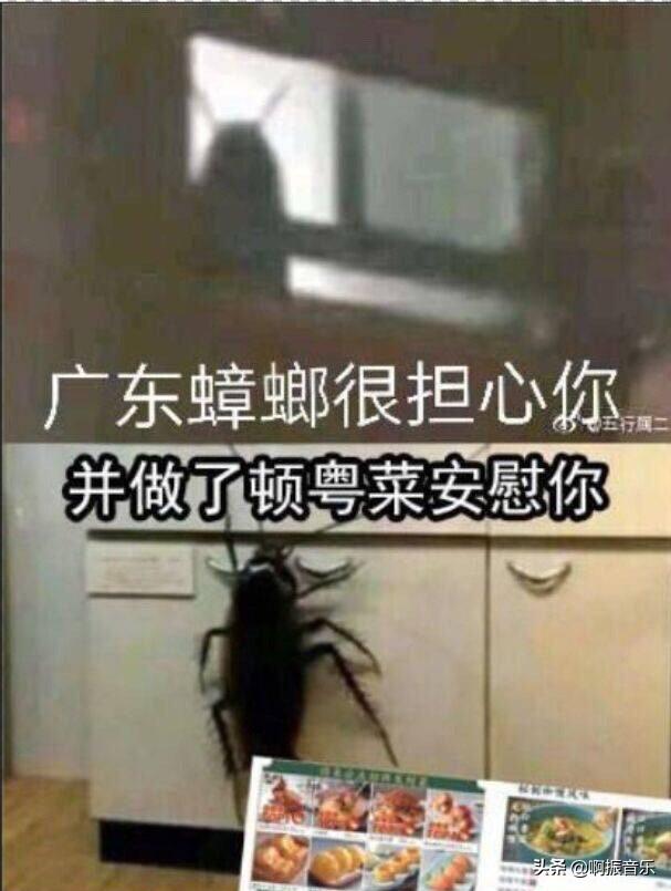 水性杨花是什么花，水性杨花指什么植物（千万朵白色小花铺满湖面）