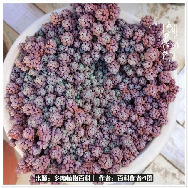 好养的容易上色的景天科多肉，景天科常见多肉图鉴不完全版D系列