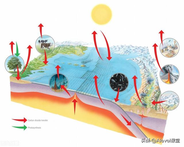 生物统计的t值表怎么查看，A-level生物高分知识点笔记