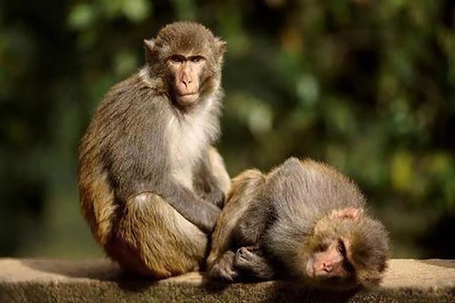 猴王争夺有多残酷，猴王争夺有多残忍