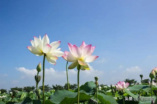 守得云开见日出，花开有时荷香七月（守得云开见日出静待花开终有时）