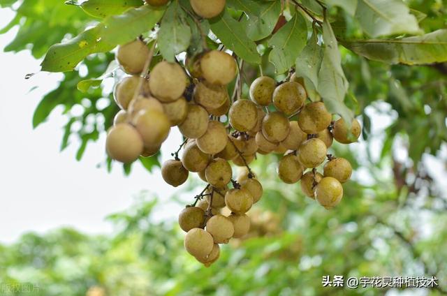 海南石硖龙眼种植技术，海南反季节石硖龙眼成花壮