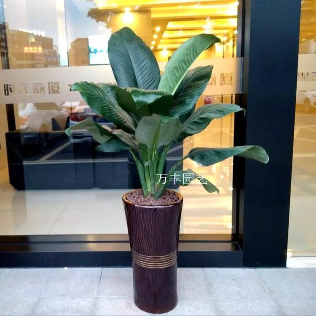 花卉图片及名称大全，常见绿植花卉及名称大全（100种常见花图鉴）