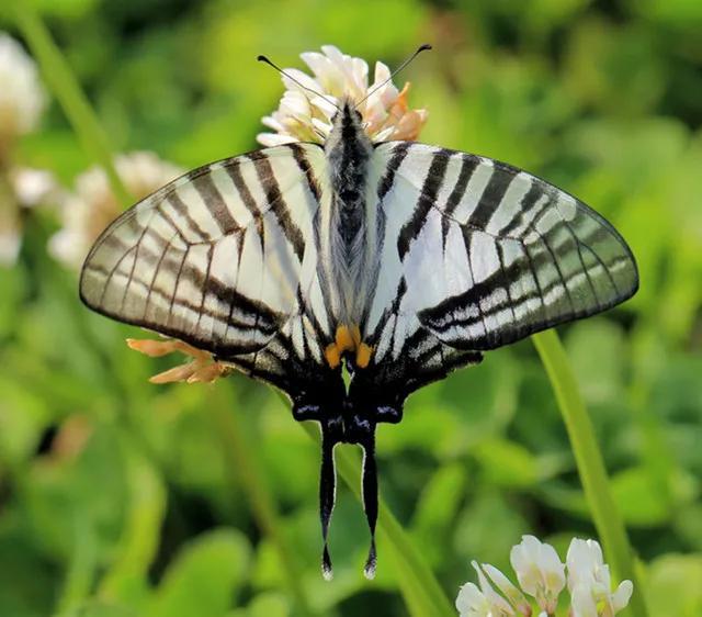 世界八大名贵蝴蝶，世界十大名贵蝴蝶