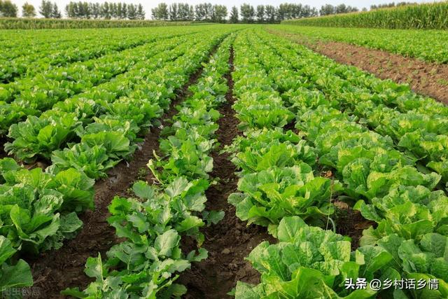 大白菜萝卜的种植方法，萝卜白菜到底什么时间种