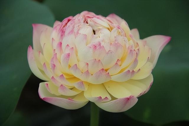 名贵荷花十大品种，最大的荷花品种排行榜