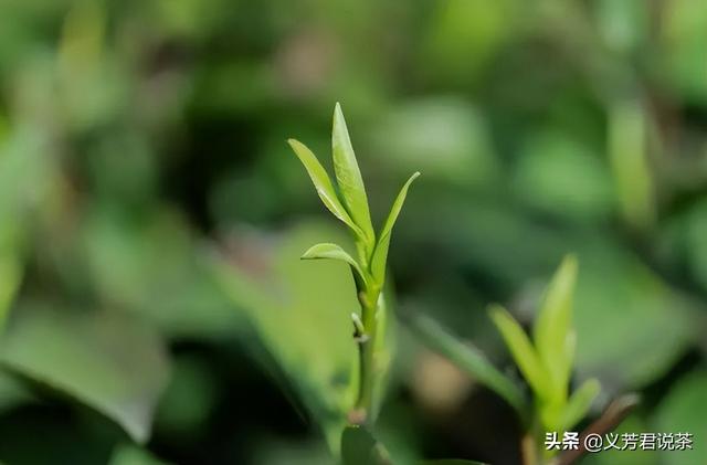 具有代表性的五款绿茶，喝懂这六种绿茶