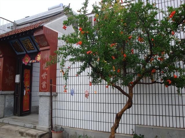 二十种风水树排名，5种富贵树