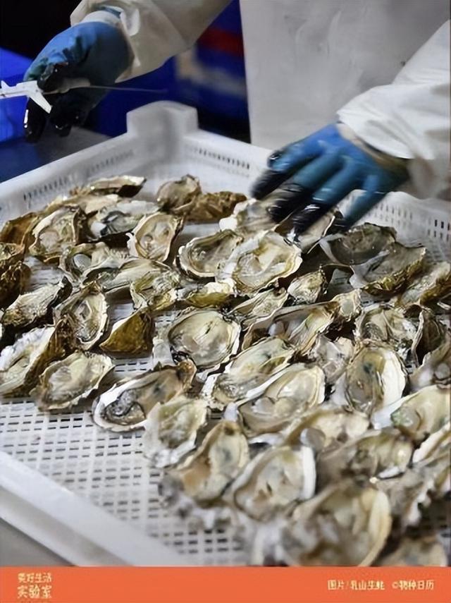 福建珍珠蚝跟鲜活生蚝的区别，舌尖福建漳州