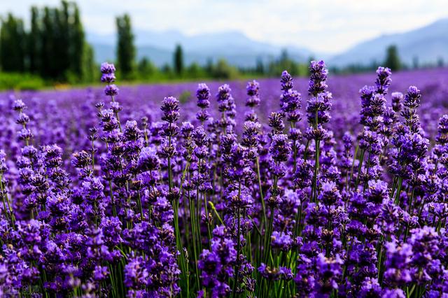 简单的花语文案，关于花的文案“做个浪漫人”