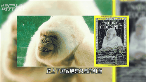 十种极为罕见的白化动物，20只罕见的白化动物