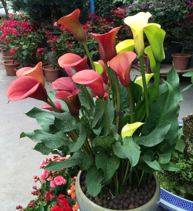 春节花卉品种大全大图，春节遇花期，五彩斑斓过新年
