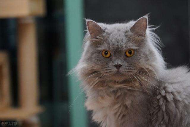 猫感冒初期该怎么治疗，猫咪感冒的症状