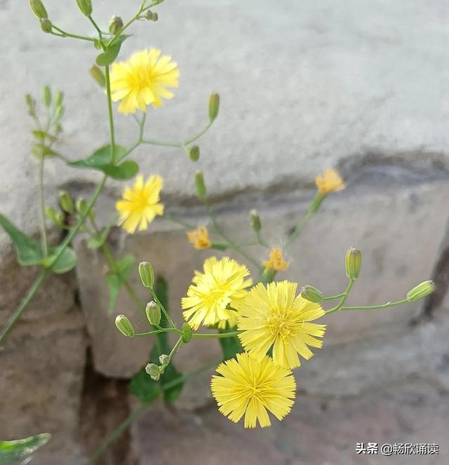 这么多野菜你认识几种，比韭菜还鲜嫩