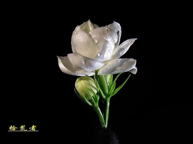 茉莉花代表的寓意是什么,好一朵茉莉花象征 茉莉花代表的寓意是什么,好一朵茉莉花象征