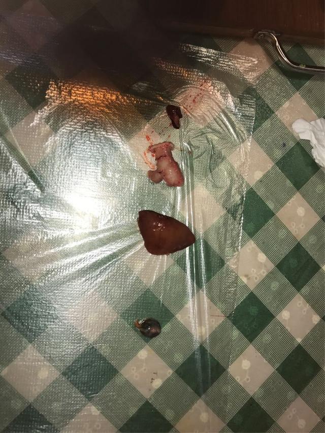 鱼的内脏解剖图，龙鱼内脏解剖图解（通体熟透、内脏掏空）