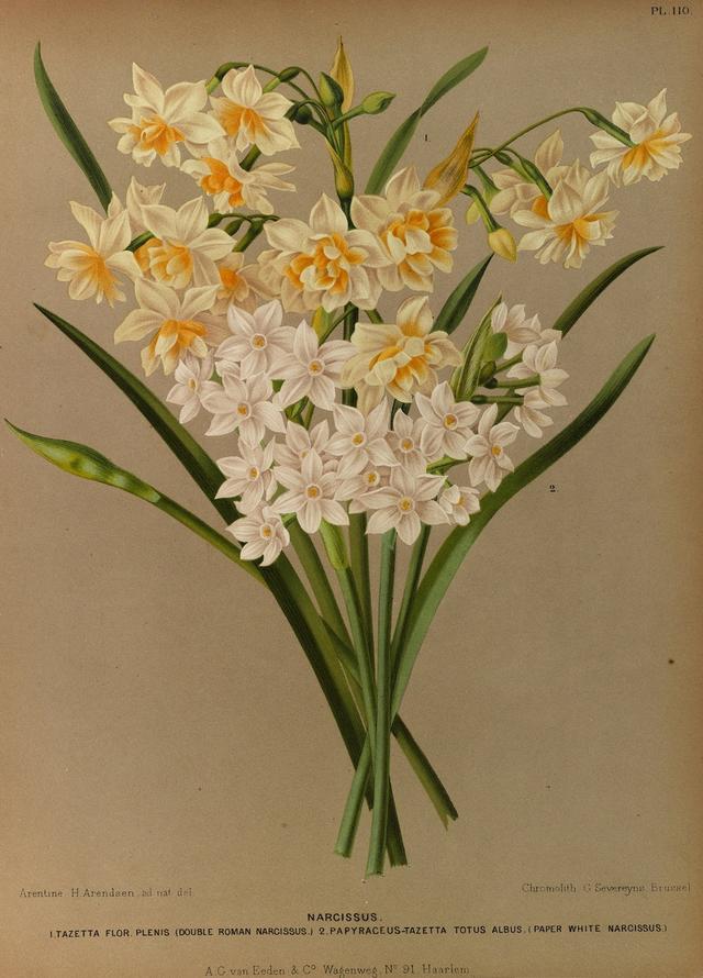 希腊神话之花神，古希腊神话中爱情的神（绘画中的“名”女人之带来花香与希望的女人——提香的《花神》）